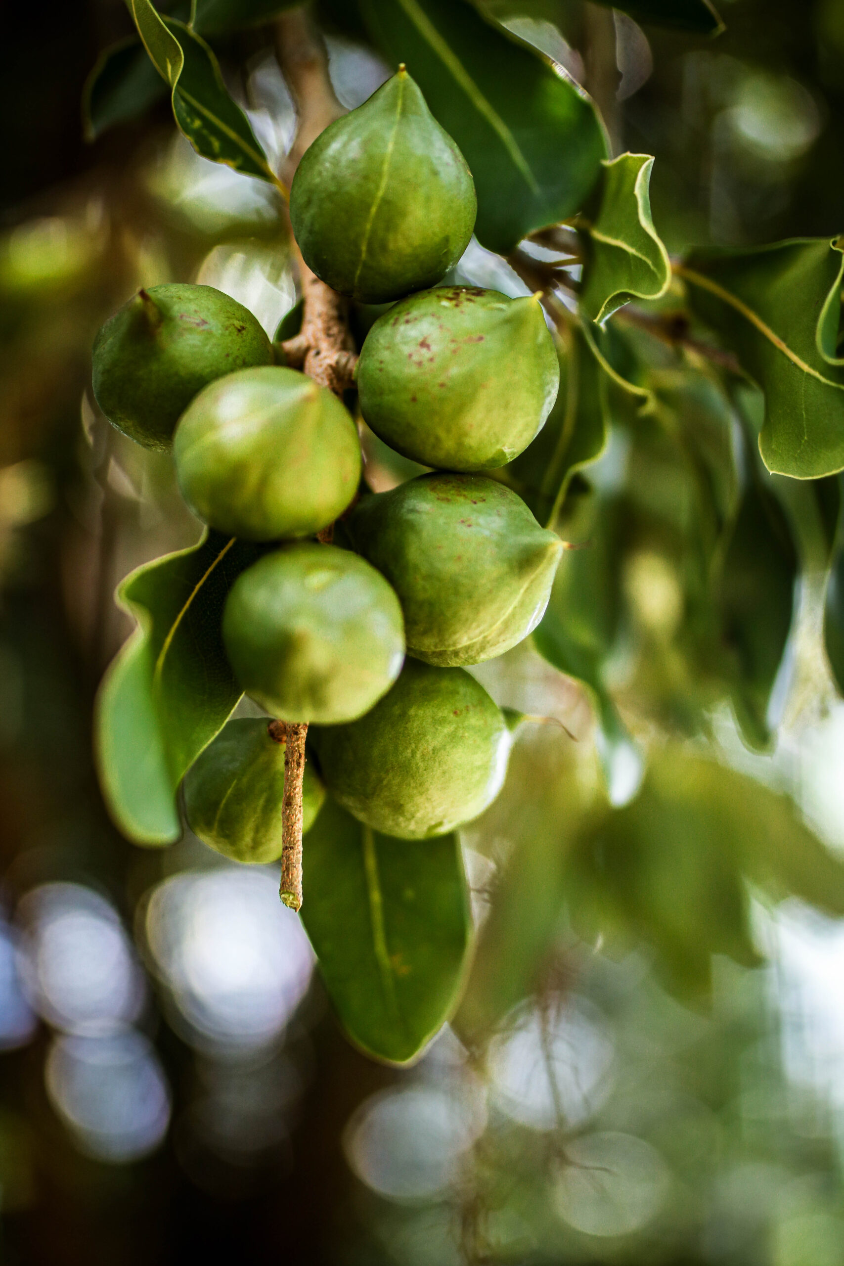 Green Macadamia Nuts